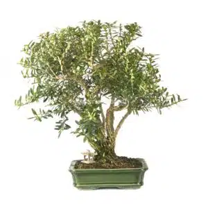 5 Gründe um einen Buxus harlandii als Ihren nächsten Bonsai zu wählen