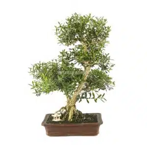 5 razones para elegir el Buxus harlandii como tu próximo bonsái