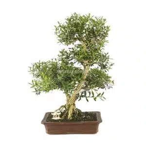 5 reasons to choose the Buxus harlandii as your next bonsai