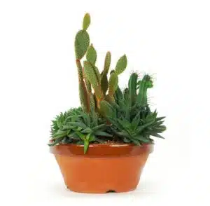 Pots cactus