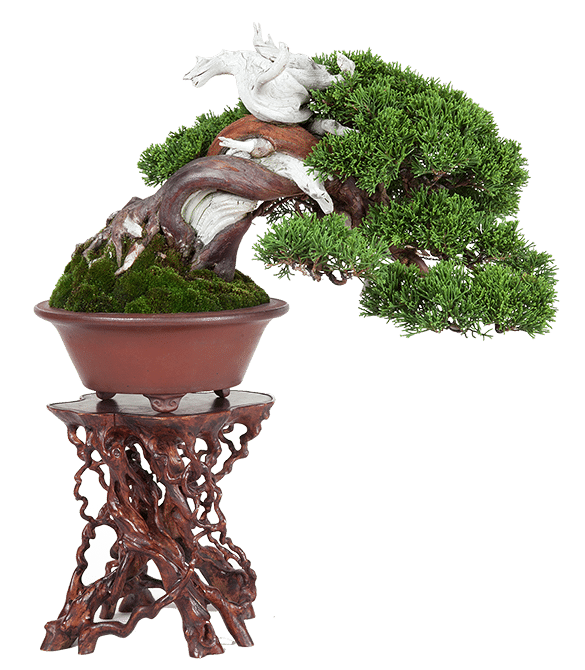 Jornadas bonsái 2024. Mistral Bonsai