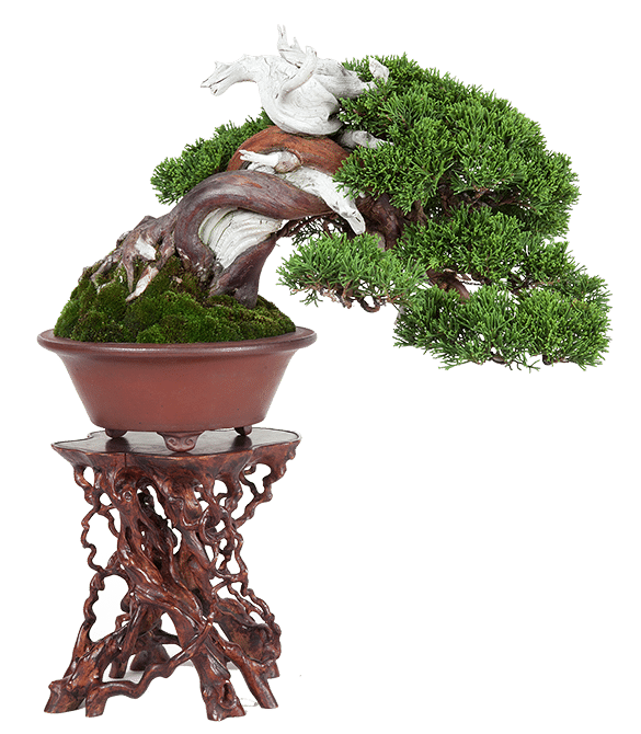 Bonsai-Tage: 13. und 14. April 2024