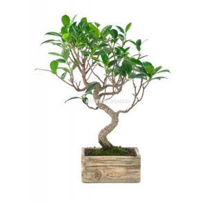 Bonsái Ficus