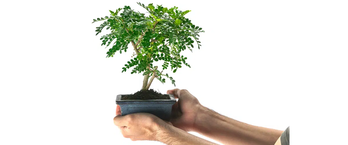 The perfect gift for nature lovers, a bonsai tree