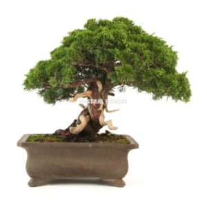 Juniperus bonsái