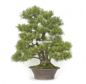 Pinus bonsai