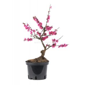 Prunus bonsai