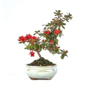 Rhododendron bonsai