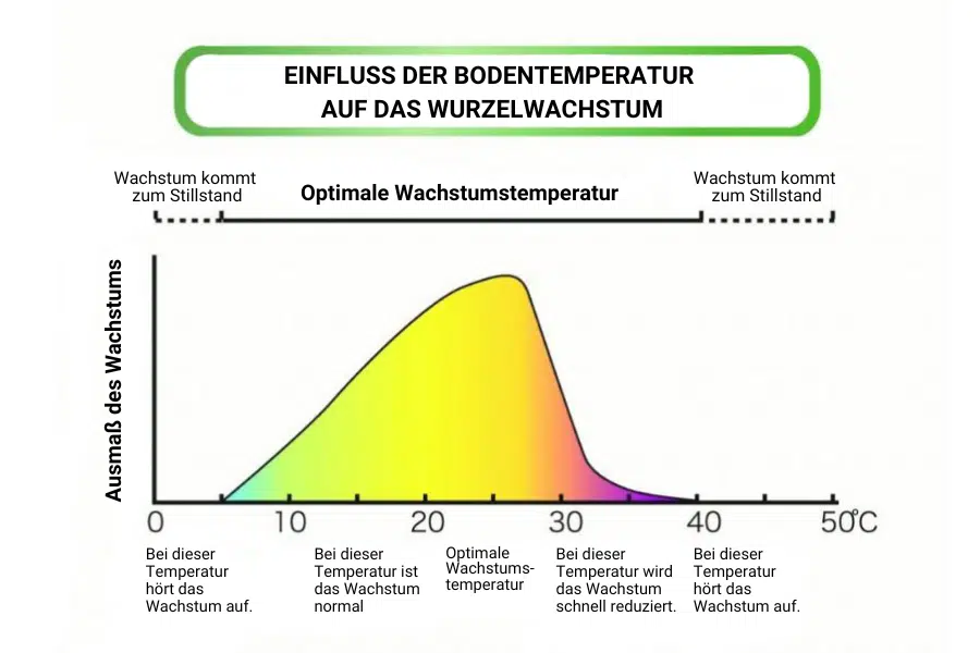 Einfluss der Bodentemperatur auf das Wurzelwachstum