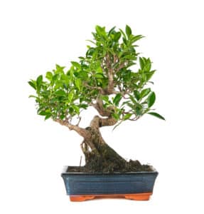 8 hitzebeständigste Bonsai-Arten