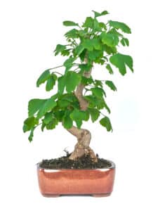 Ginkgo biloba