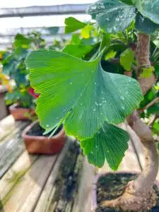 ginkgo biloba