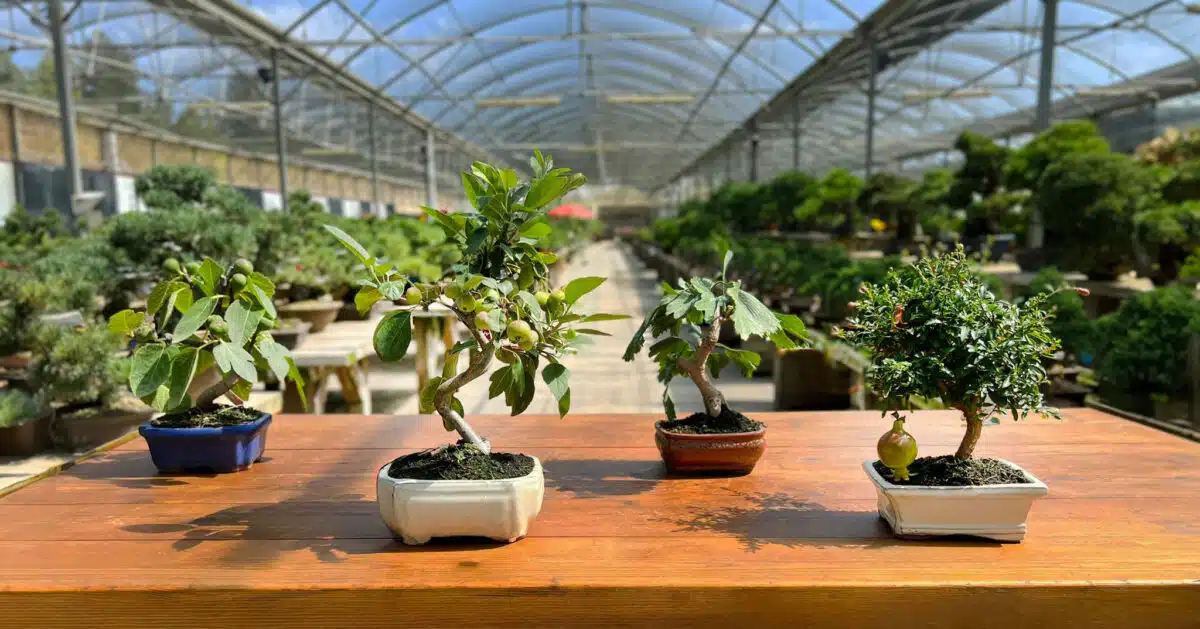 Alles, was Sie über laubabwerfende Bonsai wissen müssen