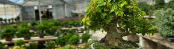 Bonsai Shohin