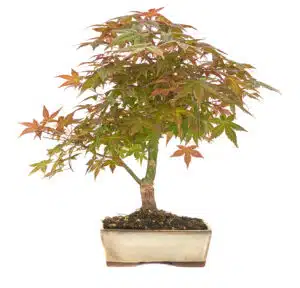 Ahorn Bonsai