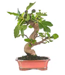 Die 8 kältetauglichsten Bonsai-Arten