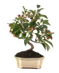Apfelbaum