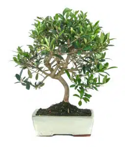 Olivenbaum