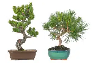 Pinus Bonsai