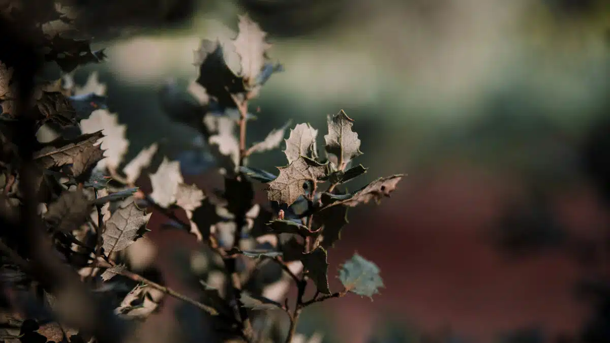 Die 8 kältetauglichsten Bonsai-Arten