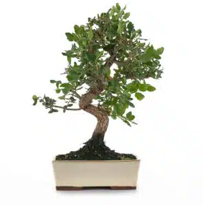 Mittelmeeres-Bonsai