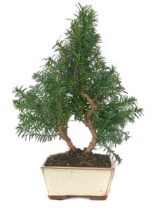 Freilandbonsai