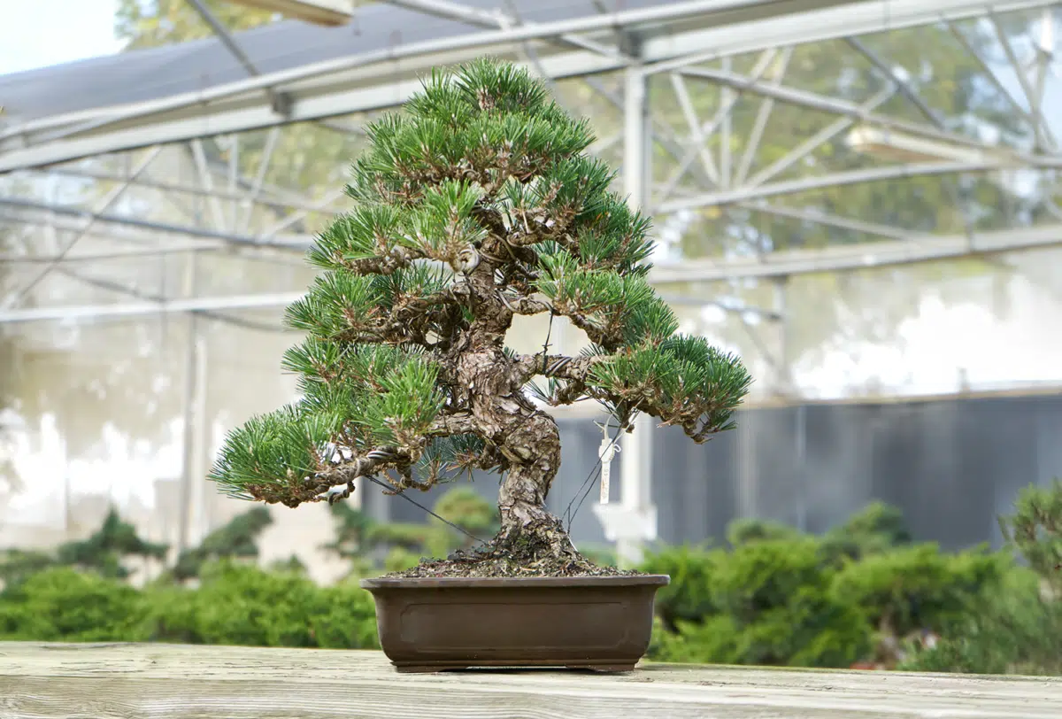 Growth stages of the pine bonsai tree