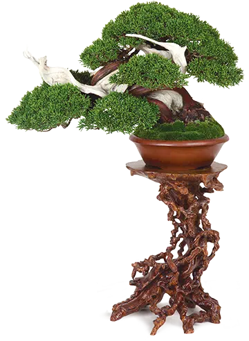 Bonsai Conference 5 and 6 April 2025