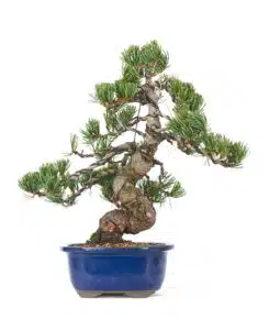Pine bonsai