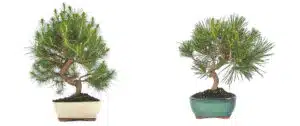 Black Pine (Pinus thunbergii) and White Pine (Pinus halepensis)