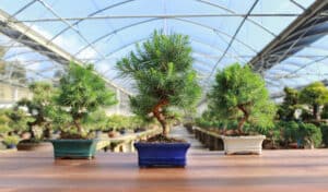 Pine bonsai
