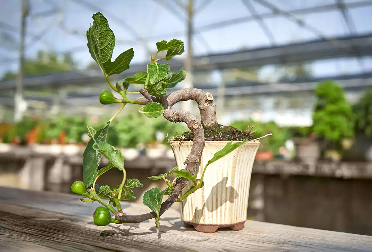 Higuera bonsái, un árbol en miniatura distinto