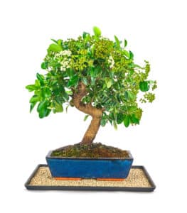 Bonsai heat
